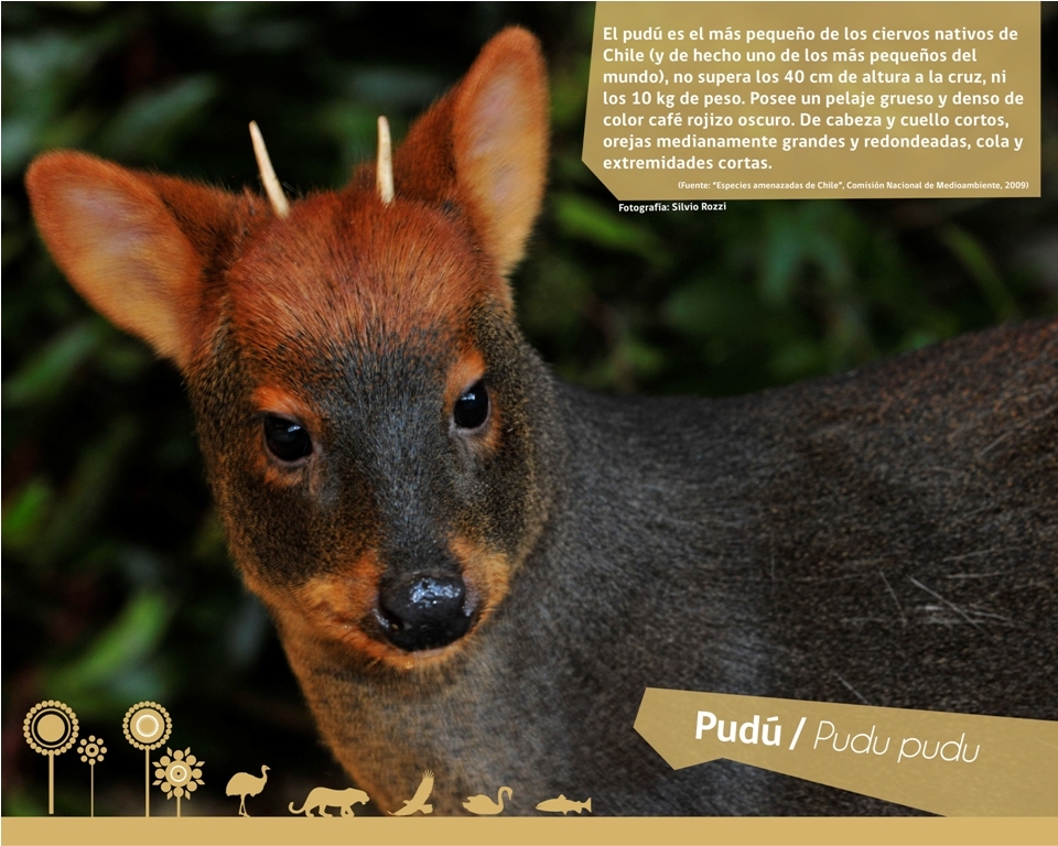Biodiversidad de la fauna silvestre aborda muestra itinerante del PAR EXPLORA Los Lagos Los Lagos Biodiversidad de la fauna silvestre aborda muestra itinerante del PAR EXPLORA Los Lagos Los Lagos