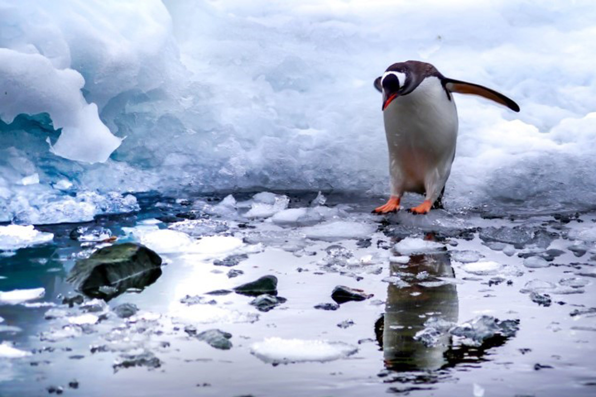 Pingüino saltando a un charco en el hielo
