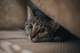Mascotas y COVID-19: ¿Son parte de la cadena de contagio?