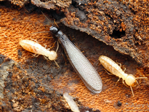 Ciencia Regional: Plagas de termitas - Valparaíso