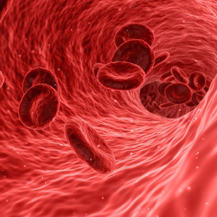 Red_Blood_Cell-1