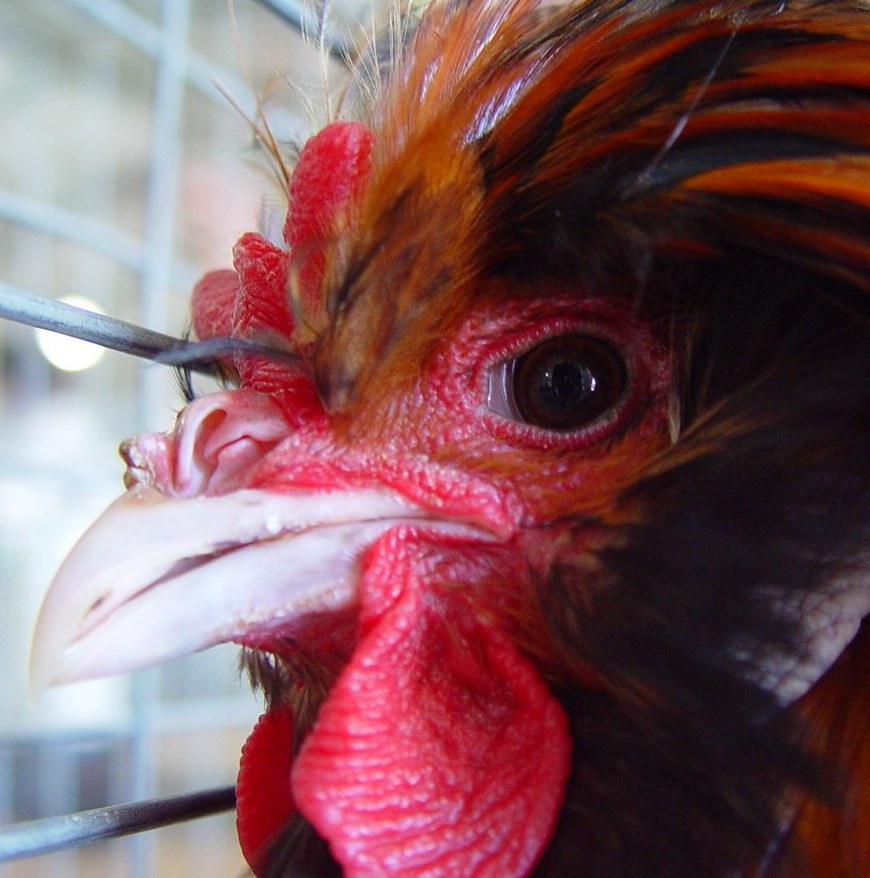¿Por qué canta el gallo al salir el sol? - www.explora.cl