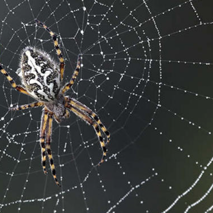 Паук крестовик плетет паутину. Приснилась паутина. Паутина фото. Большие пауки. Паутина прикол.