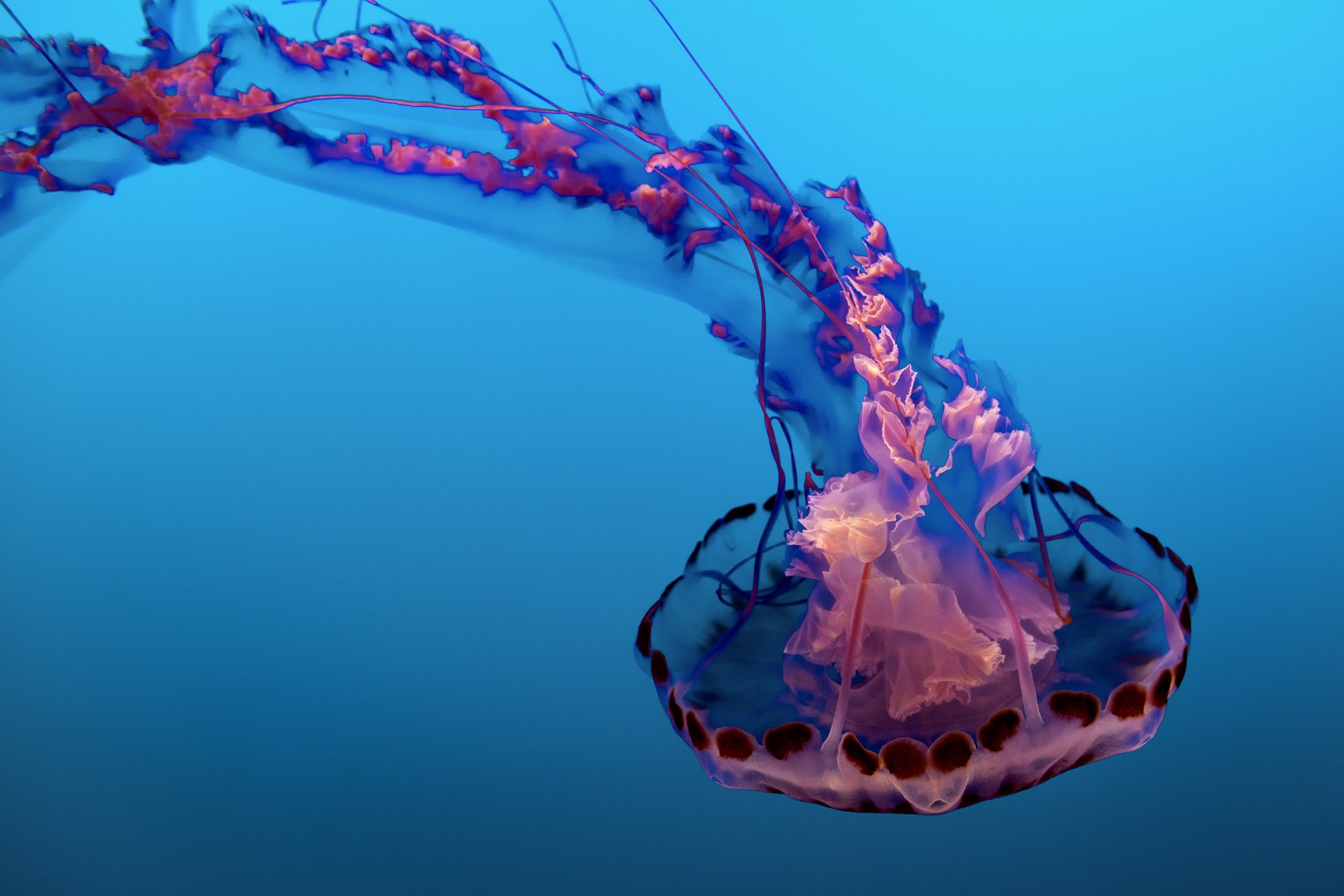 Investigadores australianos descubren criatura marina de 45 metros de largo  - www.explora.cl