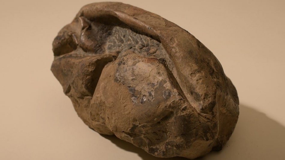 Científicos chilenos descubren el huevo más grande de la era de los dinosaurios Científicos chilenos descubren el huevo más grande de la era de los dinosaurios